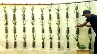 Don't Throw Waste Plastic Bottle,Grow Onion Leaves in Waste Plastic Bottles?