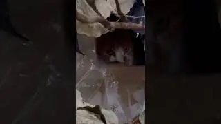 ハウスの中のちゃ〜ちゃん。#猫動画ショート