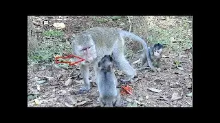 Why Big Monkey Do Like This With Baby Monkey Charles ?