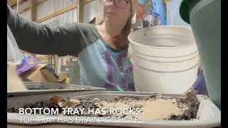 Moving Dutch Clover Seedlings Into DIY Kitty Litter Trays for Winter Growing (Time‑Lapse)