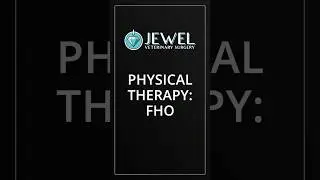 Physical Therapy for Pets after Surgery: FHO Recovery Exercises