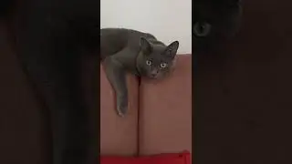 Баzz