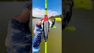 Tips Casting top water for stripper Bass#fishing#tips#fish#shorts#short#viral#viralvideo#youtube#pes
