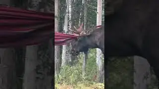 Forty-Nine Seconds from the 49th State | Bull Moose Wants to Fight