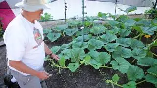 How to Prune Vines on a Giant Pumpkin