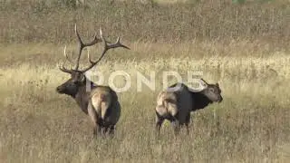 beautiful elk mating