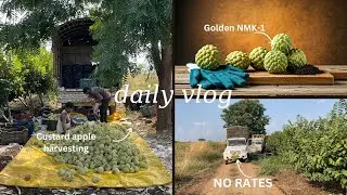 Labour in Custard apple | Sitaphal | Labour