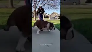 😭5 Dogs Who Finally Saw Their Heroes! 🎖️ #shorts #dog