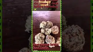 How to grow cannabis
