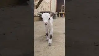 Blueberry #nigeriandwarfgoat #nigeriandwarf #babygoat #dwarfgoat #blueberry #goat #farmlife