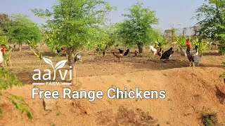 Free Range Native Village Chickens | Natukodi Natural Farming