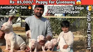 Rs- 85,000/- Dogo Puppy For Giveaway 😱 | Import Quality Dogo Argentino Puppies For Sale