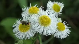Thick-headed Fly sips nectar from Fleabane flowers