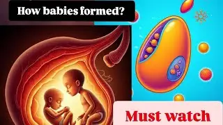 The Miracle of Life: How Sperm Meets Egg & Babies Begin | Human Reproduction Explained