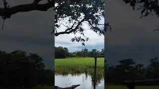 🌾 &ldquo;সবুজ ধানক্ষেত আর নীল আকাশ&mdash;প্রকৃতির সেরা প্রোডাক্টিভিটি বুস্ট।&rdquo;#PaddyFieldVibes #BlueSkyInspo