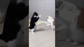 When Cats Talk&hellip; It&rsquo;s Pure Comedy! #cat #catvideos #catfunny