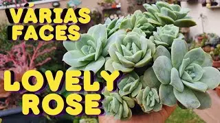 Como CULTIVAR a LOVELY ROSE