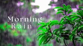 Morning City Rain with Birds Singing | Relaxing White Noise for Sleep, Study & Focus