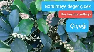 Şeflera Bitkisi Nasıl Bakılmalı.seflera &Ccedil;i&ccedil;eği  a&ccedil;tı.şeflerya nasıl &ccedil;oğaltılır.Chefs care blossom.