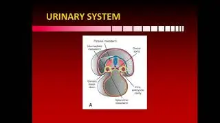 Easy way to understand development of Urogenital system -Kidney in detail