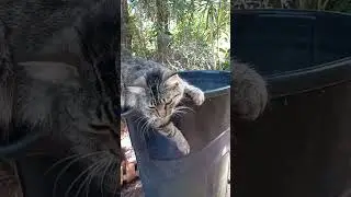 😻 Balancing act 
