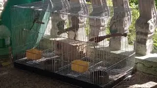 Chatty lovebird and parakeets