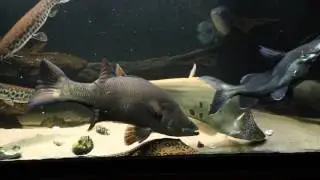 Feeding Monsterfish