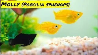 Como criar e Reproduzir o Peixe Molinesia TUDO SOBRE MOLINÉSIAS PARÂMETROS PARA Molly FICAR grávida