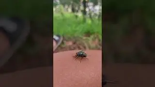Green bottle fly #Luciliasericata