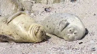 Harbor Seal Pup Antics