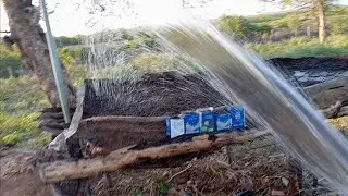 Aguando a minha horta para plantar coentros, mostrando para vocês a minha plantação de pimentas