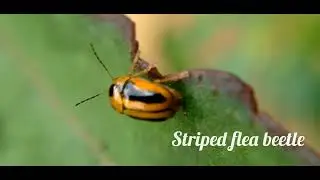 Striped flea beetle