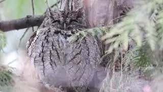 Western Screech Owl Song