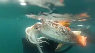 Spearfishing Cuttlefish Compilation Video menembak Sotong