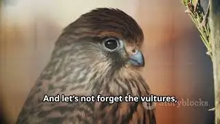 High-Flying Falcons: Birds of Prey in Algeria's Skies #animal2024