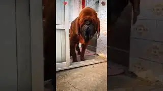 Korean Mastiff