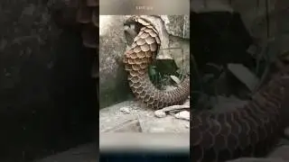 Top 5 interesting facts about pangolins that you might not know. #pangolin #pangolins #animals