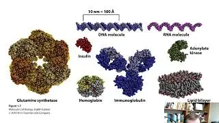 Molecules, Cells and Model Organisms (Chapter 1)