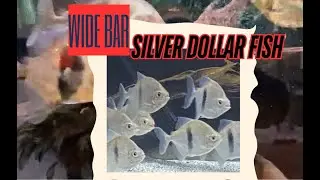 Wide Bar Silver Dollar Fish - Myleus schomburgkii
