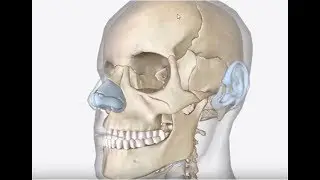 Lo scheletro umano