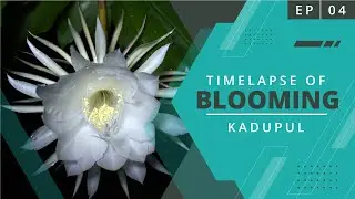 Timelapse of Blooming Kadupul | Most Expensive Flower On The Planet | EP 04