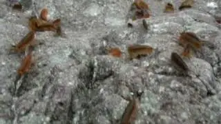 invasion