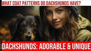 Exploring Unique Dachshund Coat Patterns