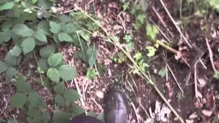 Himalayan Balsam identification & control