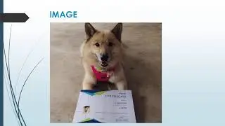 Best Dog Obedience Training in Bukit Purmei