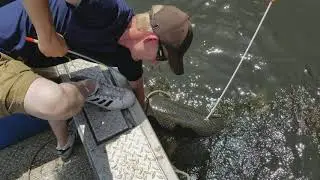 Snarin' a big ole' gar