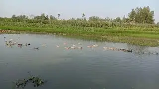 How to Culture Duck On the river 2020!New Idea's About duck ।