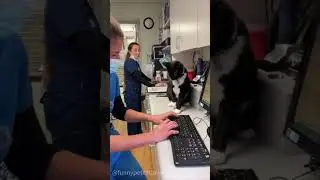 Cats vs. Work: WHO REALLY OWNS YOUR DESK? 😼💥&nbsp;#WfhCats&nbsp;#CatBoss&nbsp;#OfficeCats&nbsp;#PetTok