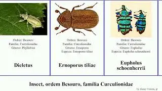 Insect, ordem Besouro, fam&iacute;lia Curculionidae trigonopterus alcidodes pissodes brevis pini formosus