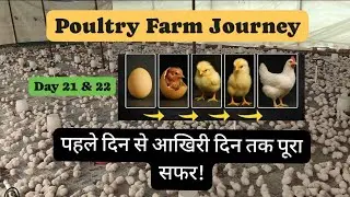 Contract boiler poultry farming Day 21 and 22#murgipalan #business 💯